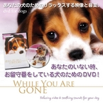 犬のためのDVD / あなたがいないときのために